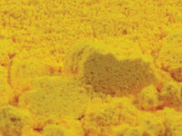 Kremer Pigment – Cadmium Yellow No6 medium – 100g